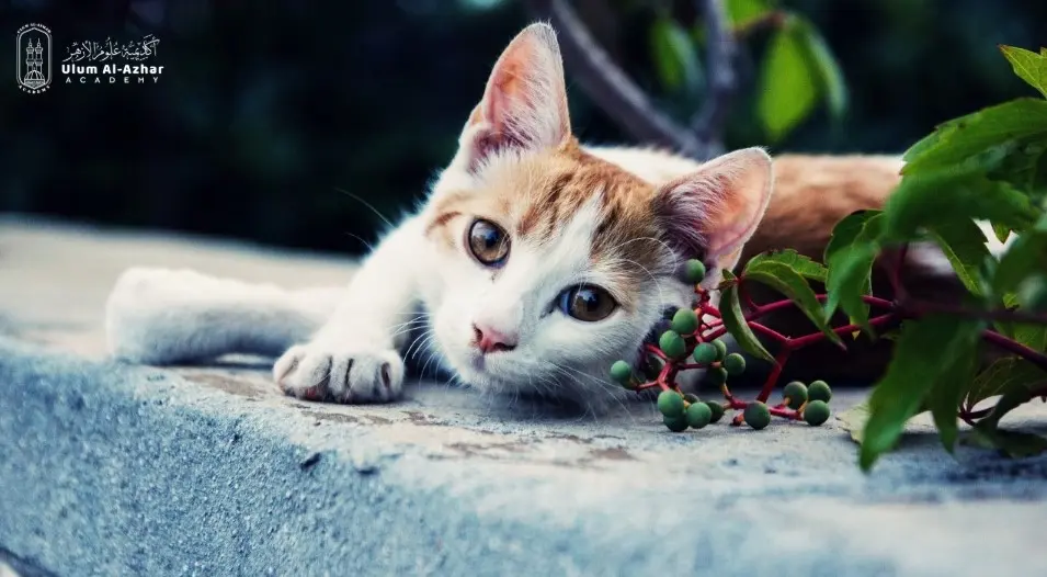 Muslim and cats: Stories of the Prophet Muhammad and Cats 