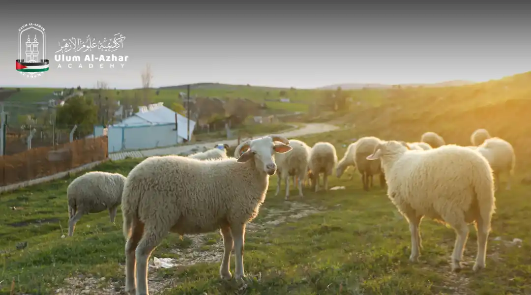 what is a qurbani