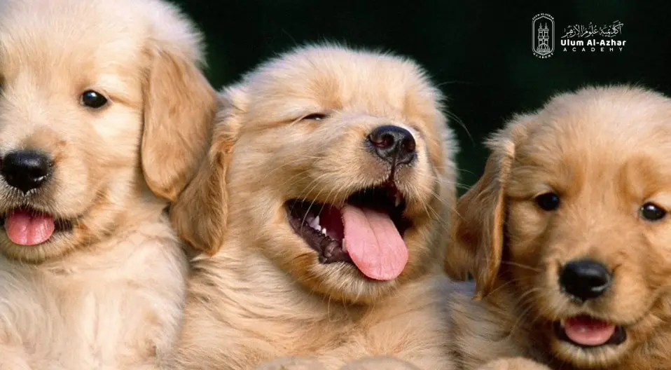 Muslim and dogs: Prophet Muhammad’s (PBUH) View on Dogs 