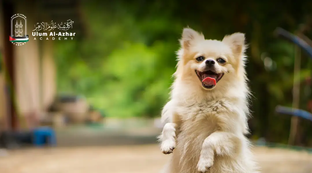 Kenapa Anjing Haram Menurut Al qur'an