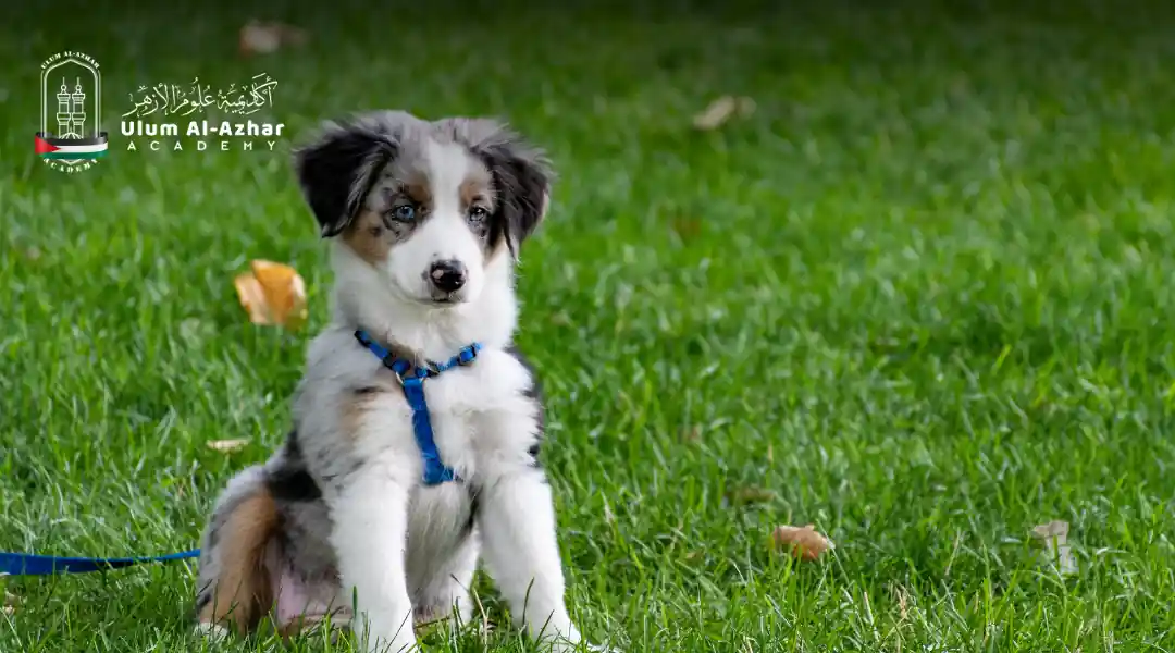 Kenapa Anjing Haram Menurut Al qur'an
