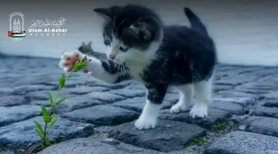 hukum memelihara kucing dalam rumah
