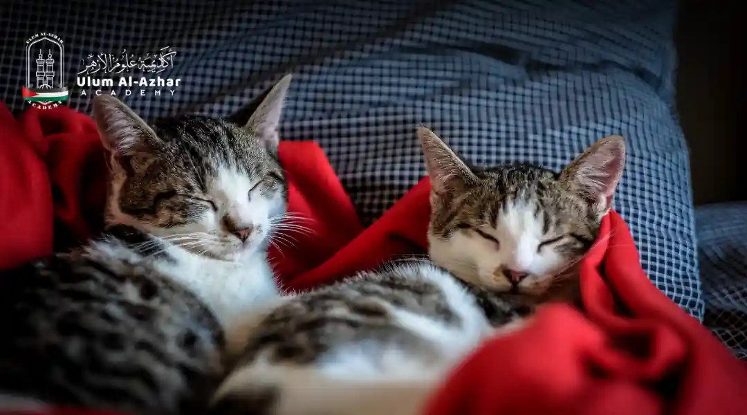 hukum memelihara kucing dalam rumah