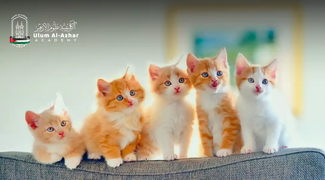 hukum memelihara kucing dalam rumah