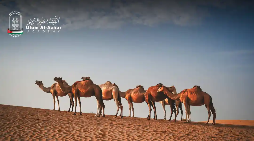 Gambar unta di padang pasir menggambarkan Surah Quraisy rumi 