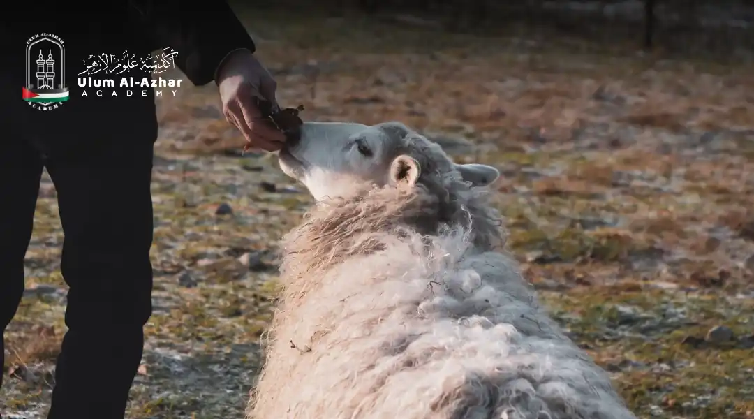 Family preparing sheep under qurbani rules for husband and wife