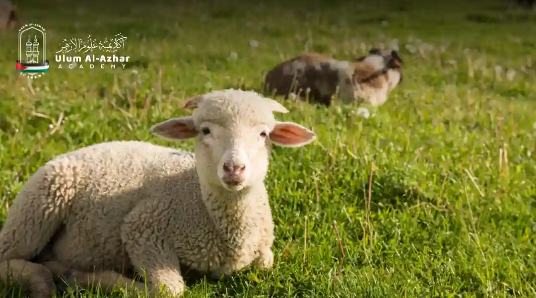 Proper animal care in islamic qurbani rules